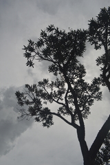 Vochysia thyrsoidea