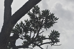 Vochysia thyrsoidea