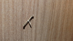Pterophorinae