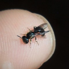 Anthrenoides