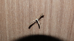 Pterophorinae