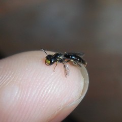 Anthrenoides