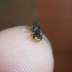 Anthrenoides