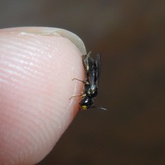 Anthrenoides