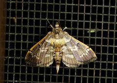 Salbia cassidalis