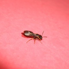 Anthrenoides