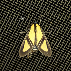 Xanthoarctia pseudameoides