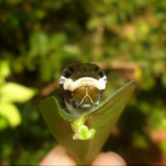 Heraclides androgeus