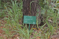 Vochysia thyrsoidea