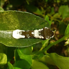 Heraclides androgeus