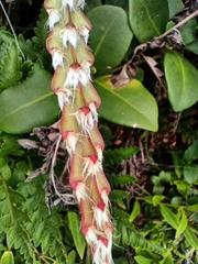 Lepismium cruciforme