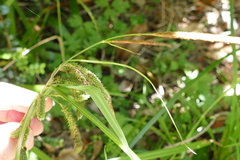 Carex geminata