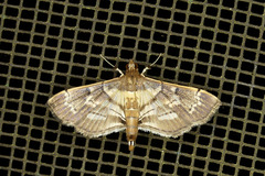 Salbia cassidalis