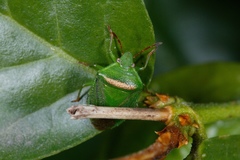 Ocirrhoe unimaculata