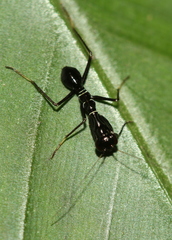 Odontomantis