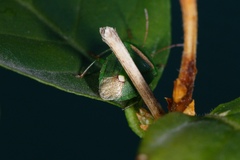 Ocirrhoe unimaculata