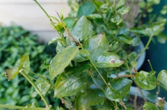 Ocirrhoe unimaculata