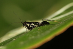 Odontomantis