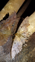 Ascalapha odorata