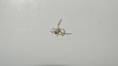 Thomisidae