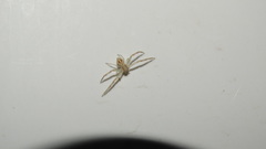 Thomisidae