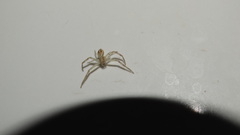 Thomisidae