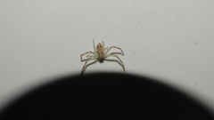 Thomisidae