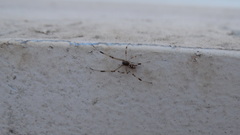 Latrodectus geometricus