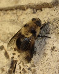 Cephenemyia phobifer