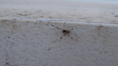 Latrodectus geometricus