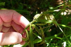 Carex geminata