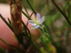 Spergularia tasmanica