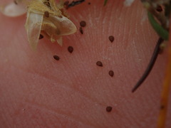 Spergularia tasmanica