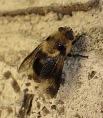 Cephenemyia phobifer