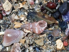 Leiopyrga lineolaris