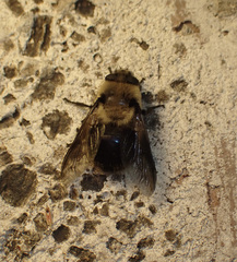 Cephenemyia phobifer