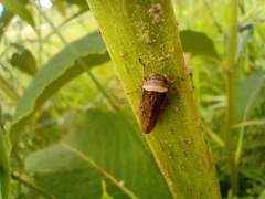 Sordana sordida