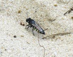 Stictia