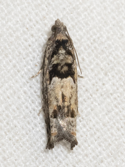 Pseudexentera hodsoni