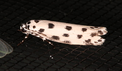 Ethmia sphaerosticha