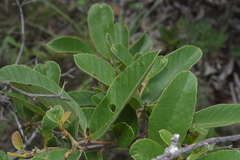 Davilla elliptica