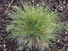 Festuca roemeri roemeri