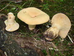 Lactifluus