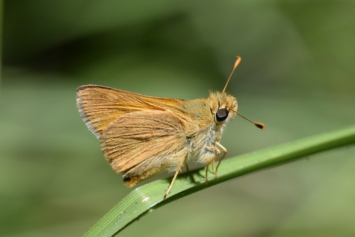 Woodland Skipper, photo 5 of 10