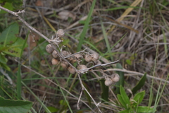 Davilla elliptica