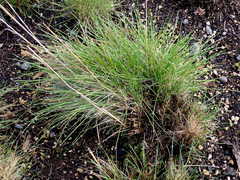 Festuca roemeri roemeri