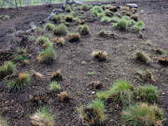 Festuca roemeri roemeri