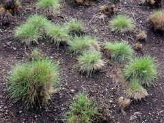 Festuca roemeri roemeri