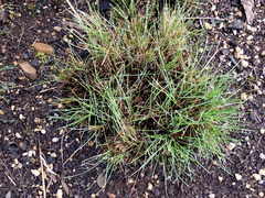 Festuca roemeri roemeri