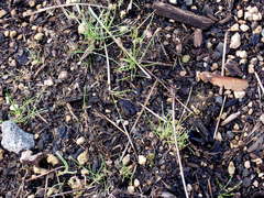 Festuca roemeri roemeri